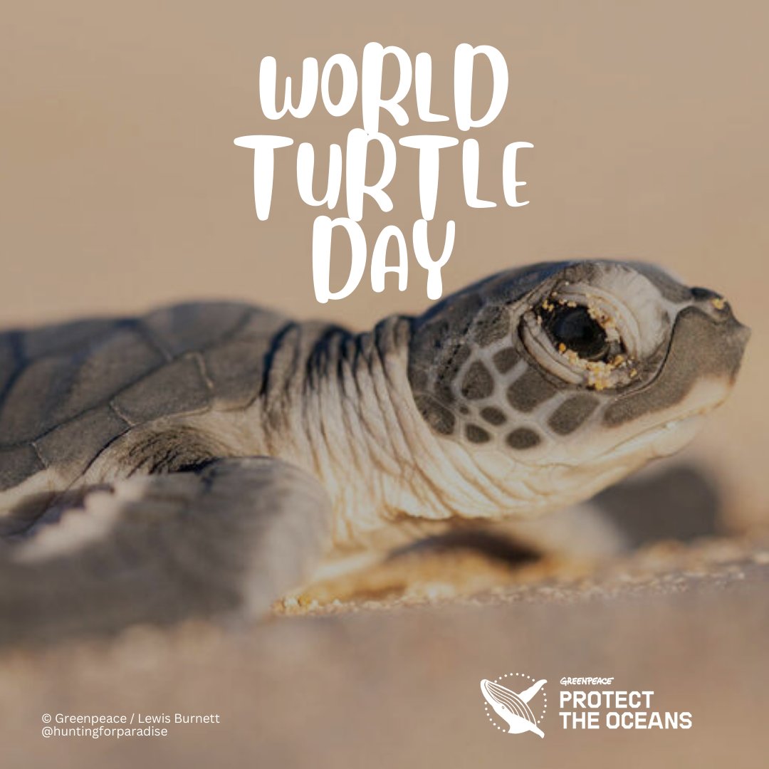 Happy World Turtle Day!🐢 Did you know that marine turtles are among the oldest surviving reptiles in the world - and have been swimming in our oceans for more than 150 million years?! This is why we have to protect their home! Join the movement >> bit.ly/3PqK099