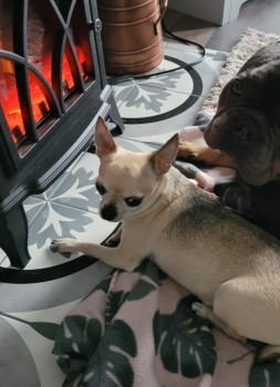 LOLA HOME SAFE. THANKS FOR RT's😊🐕🐾 🆘20 MAY 2024 #Lost LOLA #ScanMe Beige Chihuahua Female Moorland Road #Plympton #Plymouth #Devon #PL7 doglost.co.uk/dog-blog.php?d…