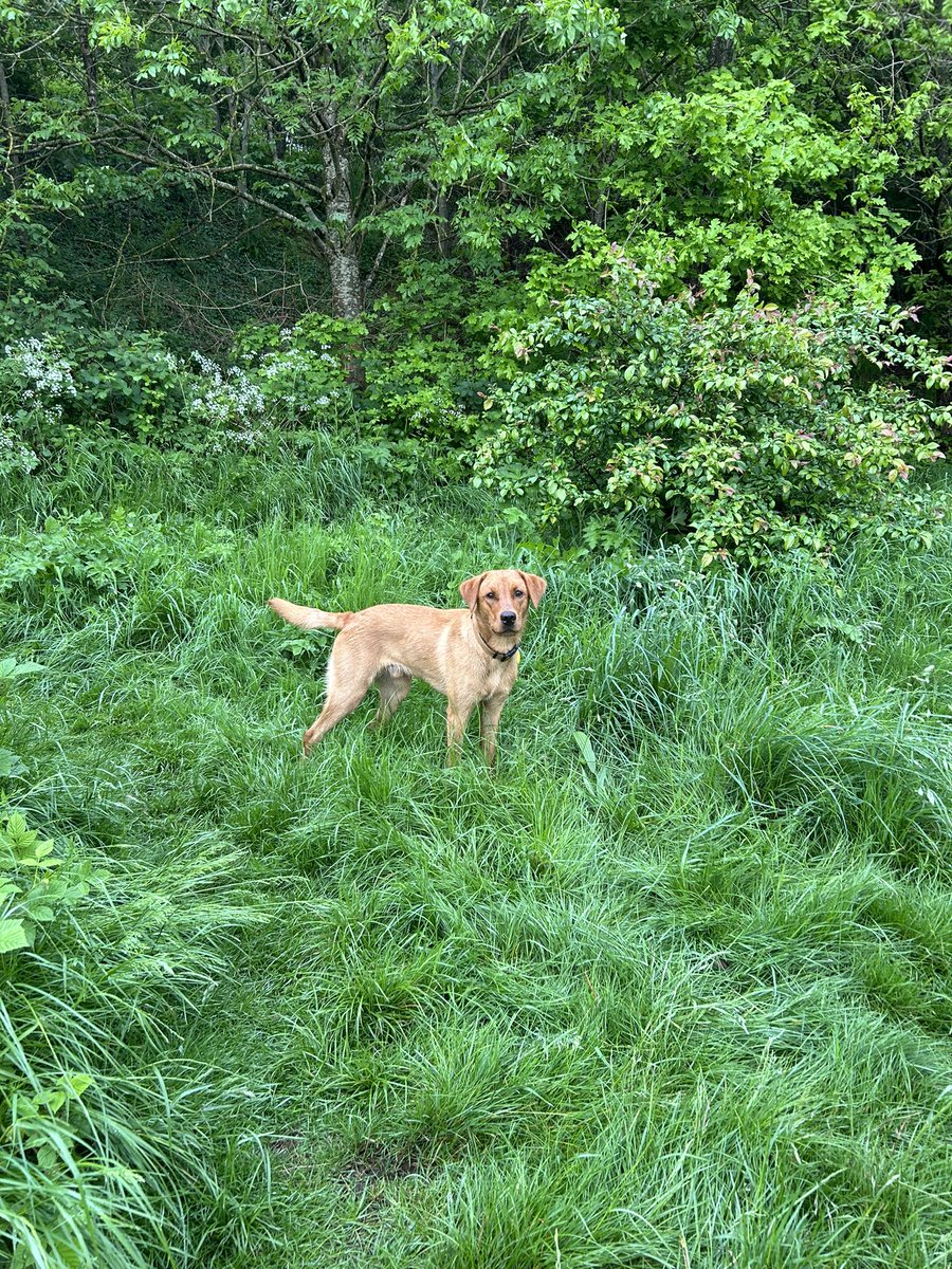 Beautiful wild Sheffield. 

(Fox red lab not to be overshadowed)