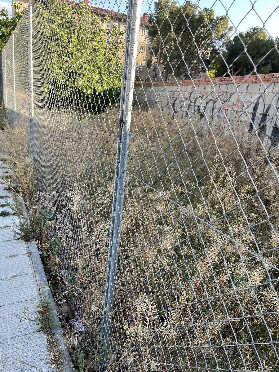 En Zaragoza no solo florecen las flores del Parque Grande. Por ejemplo, en los alrededores de Teniente Polanco florecen los matojos en los solares y debajo cierta fauna que no diré si son pájaros o ratas que luego se enfadan @vmse10 y @Tatianagaudes