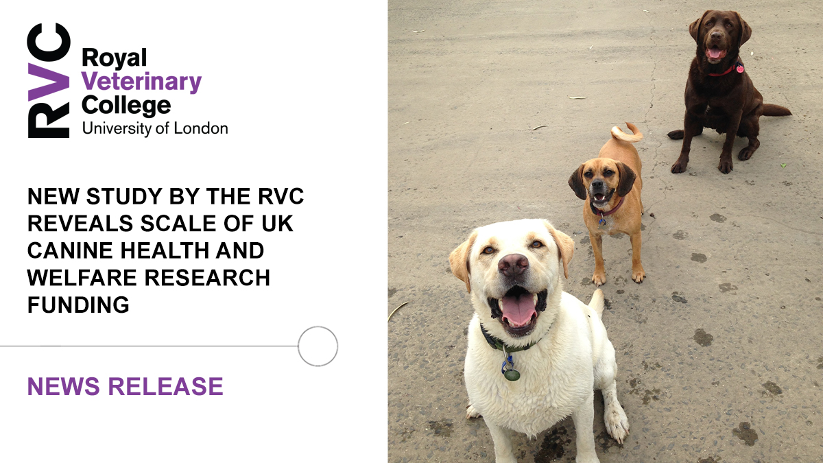 Royal Veterinary College (RVC) (@royalvetcollege) on Twitter photo 🐕 New research from the RVC, which explored the amount of UK not-for-profit funding for research into canine health and welfare, found that 109 UK funders provided £57.8 million between 2012 and 2022.
<a href="/acdalison/">Dr Alison Skipper</a> <a href="/DogsbodyRVC/">Dr Rowena Packer</a> <a href="/CompassVet/">Dan O’Neill</a>
➡️ Read more: rvc.uk.com/canine-researc… 🐕 New research from the RVC, which explored the amount of UK not-for-profit funding for research into canine health and welfare, found that 109 UK funders provided £57.8 million between 2012 and 2022.
<a href="/acdalison/">Dr Alison Skipper</a> <a href="/DogsbodyRVC/">Dr Rowena Packer</a> <a href="/CompassVet/">Dan O’Neill</a>
➡️ Read more: rvc.uk.com/canine-researc…