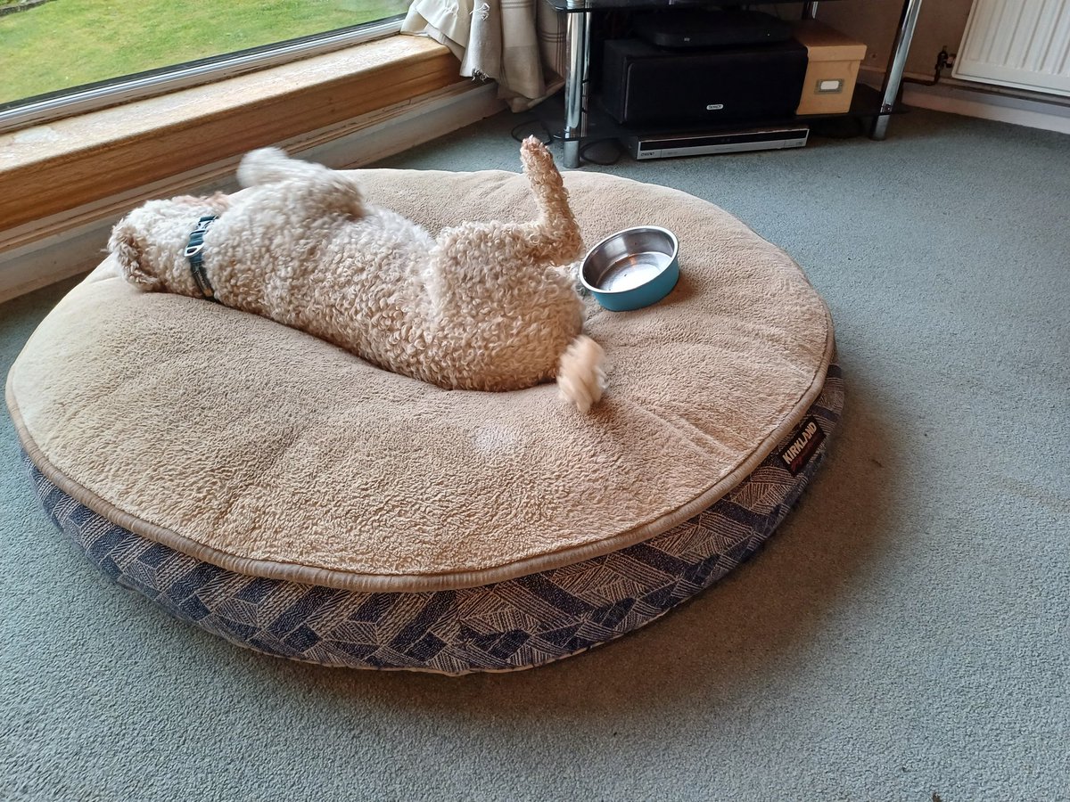 langcatsam's tweet photo. Someone appreciated his dinner this evening #ContentmentCeremony https://t.co/Nwqq2rzmeN
