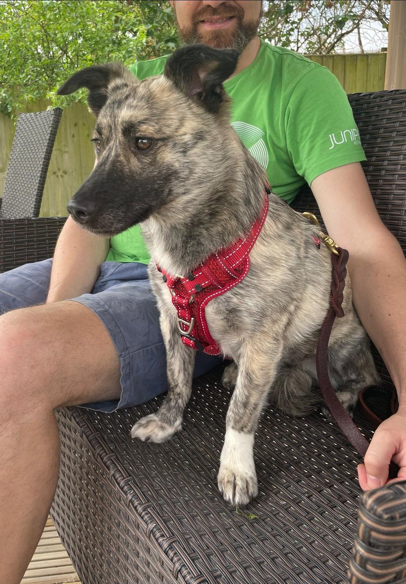 🆘23 MAY 2024 #Lost NEL #ScanMe NERVOUS ROMANIAN RESCUE DO NOT APPROACH Brindle Cross Breed Female #Haslington nr #Crewe #Cheshire #CW1 doglost.co.uk/dog-blog.php?d…