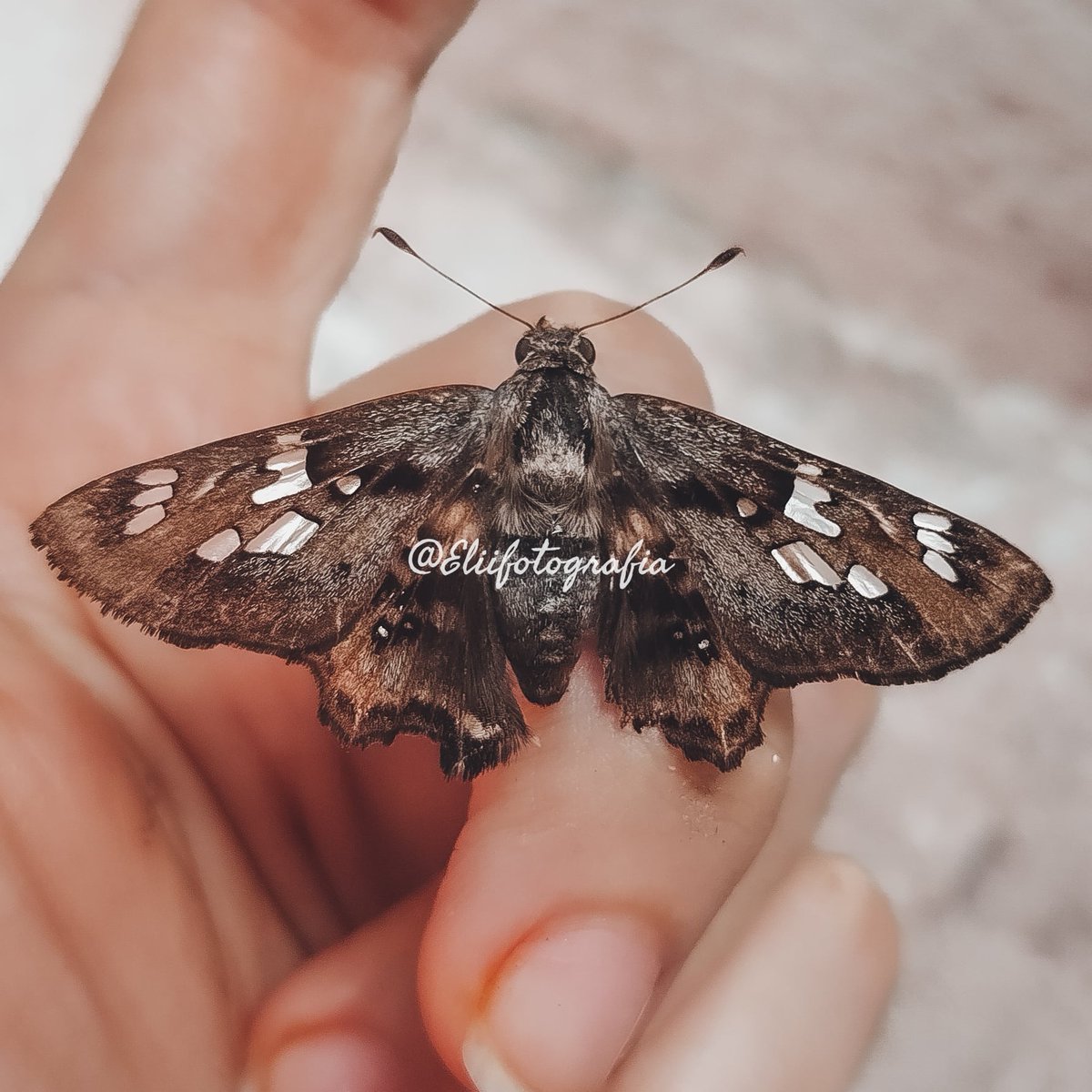 elysssangela's tweet photo. Borboleta olho escarlate
Nascus Phocus
#olhoescarlate
#nascusphocus
#borboletas
#fotocriativa
#Pernambuco
#Nordeste
#Brasil
#PerfeitacriaçãodeDeus
#borboletando
#butterfly
#naturephotography
#natureza
#fotododia
#fotografandoporai
#photobutterfly
#fotoarte
#photography https://t.co/yNYDCq2few
