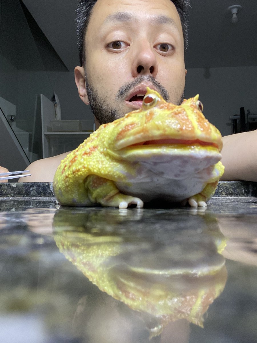 Eu amo as expressões faciais dos sapos 

Seu papagaio pode imitar suas palavras, mas poderia ele entender seus sentimentos ?