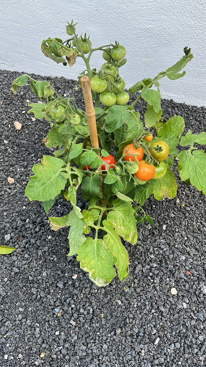 En poco tiempo me dedicaré también a la exportación de tomates cherry. 🤣🤣🤣🤣🤣🤣