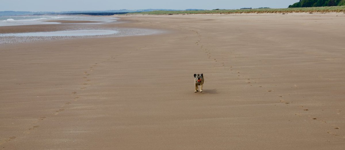 georgemollyfinn's tweet photo. Today we’ve been to #StCyrus beach just north of Montrose. Spent 2 hours ball chasing and paddling. https://t.co/qnt6eN7Nsm