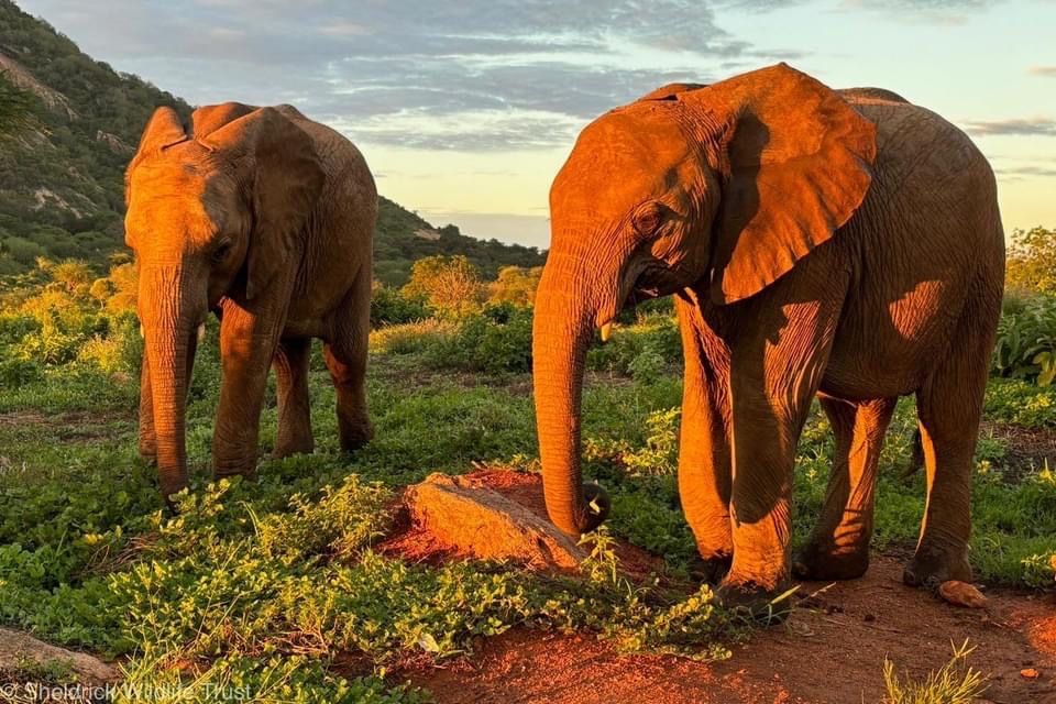 Our Ithumba Keepers recently captured some gorgeous dawn shots of the orphan herd: 1 Ex-orphan Kalama & her team arriving for a visit 2 Bondeni breakfasting solo 3 Kuishi chatting with her adopted brother, Esoit 4 Naleku & Suguroi against a fiery sky Which is your favourite?