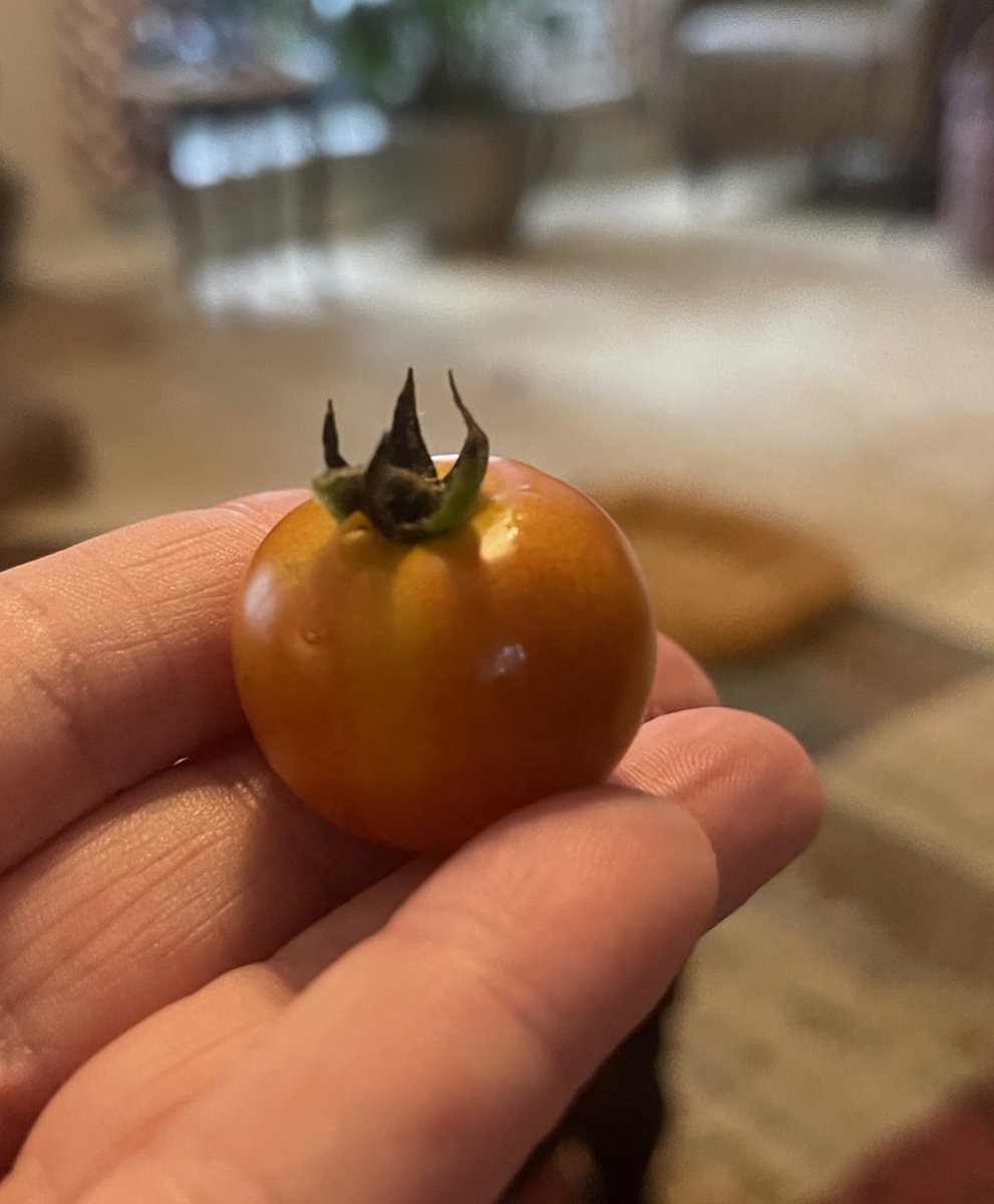 Grow your own food This my first tomato 🍅