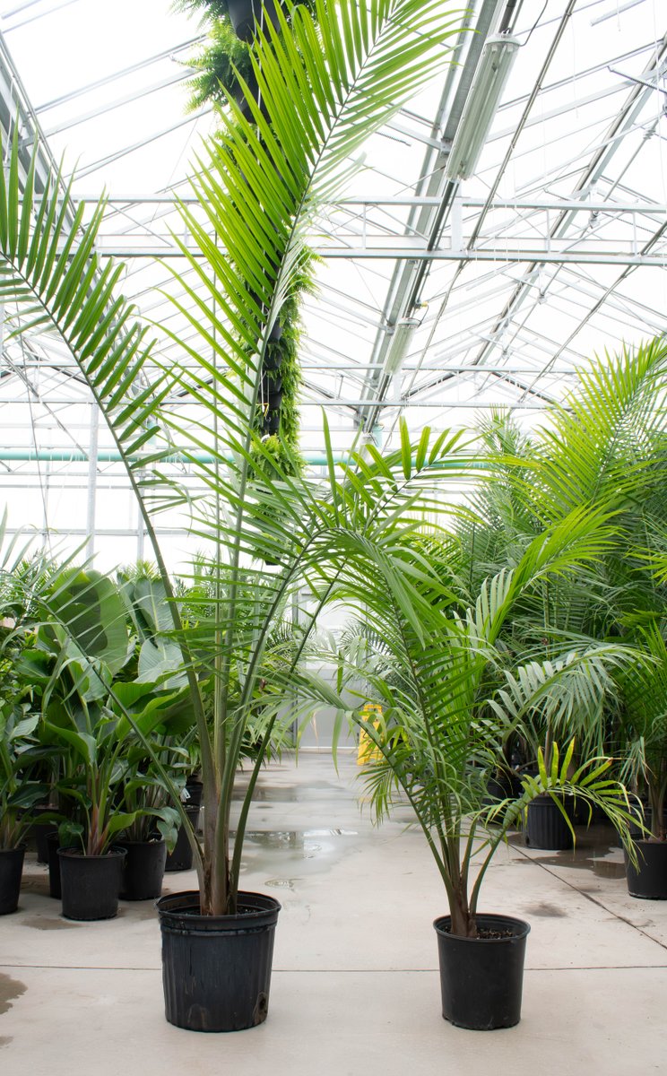 The height difference of our 12' vs 10' Majesty's 😍🌿
Both beautiful! 
Contact your sales representative for more information!

#colasantifarms #colasantifarmsltd #plants #wholesaleplants #plantworld #plantsmakepeoplehappy #majestypalm