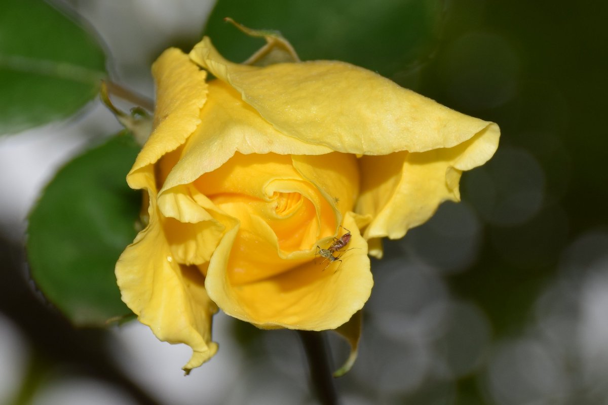 Beautiful Yellow Rose and Deadly Nature. @des_farrand