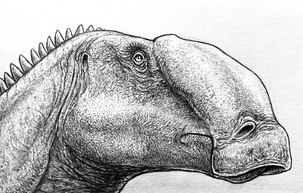 Maiasaura peeblesorum