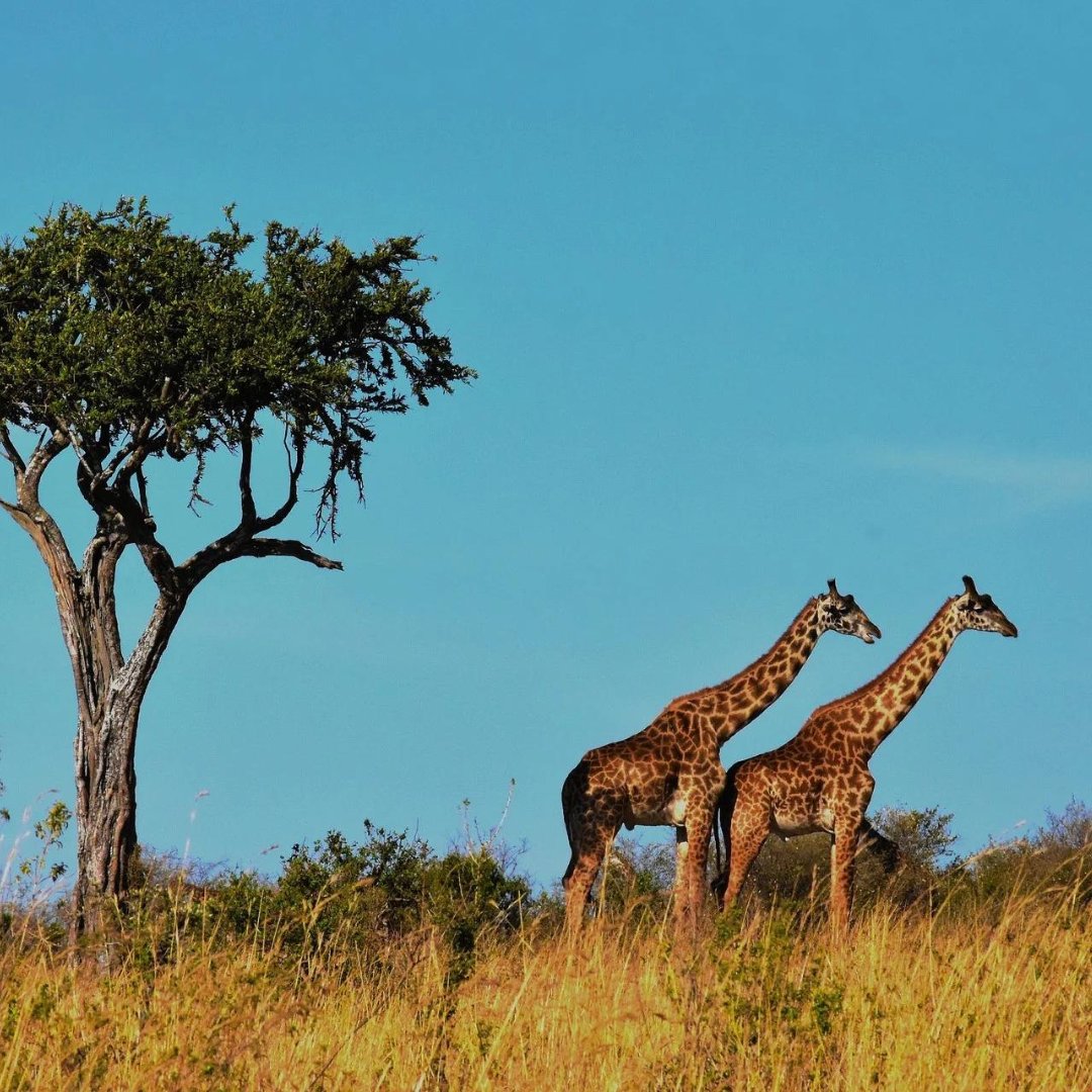 A day tour safari offers a condensed but immersive experience in a wildlife reserve or national park.

Let's @ renatours.com

#renatours #TanzaniaSafari #travelphotography #naturephotography #wildlifephotography