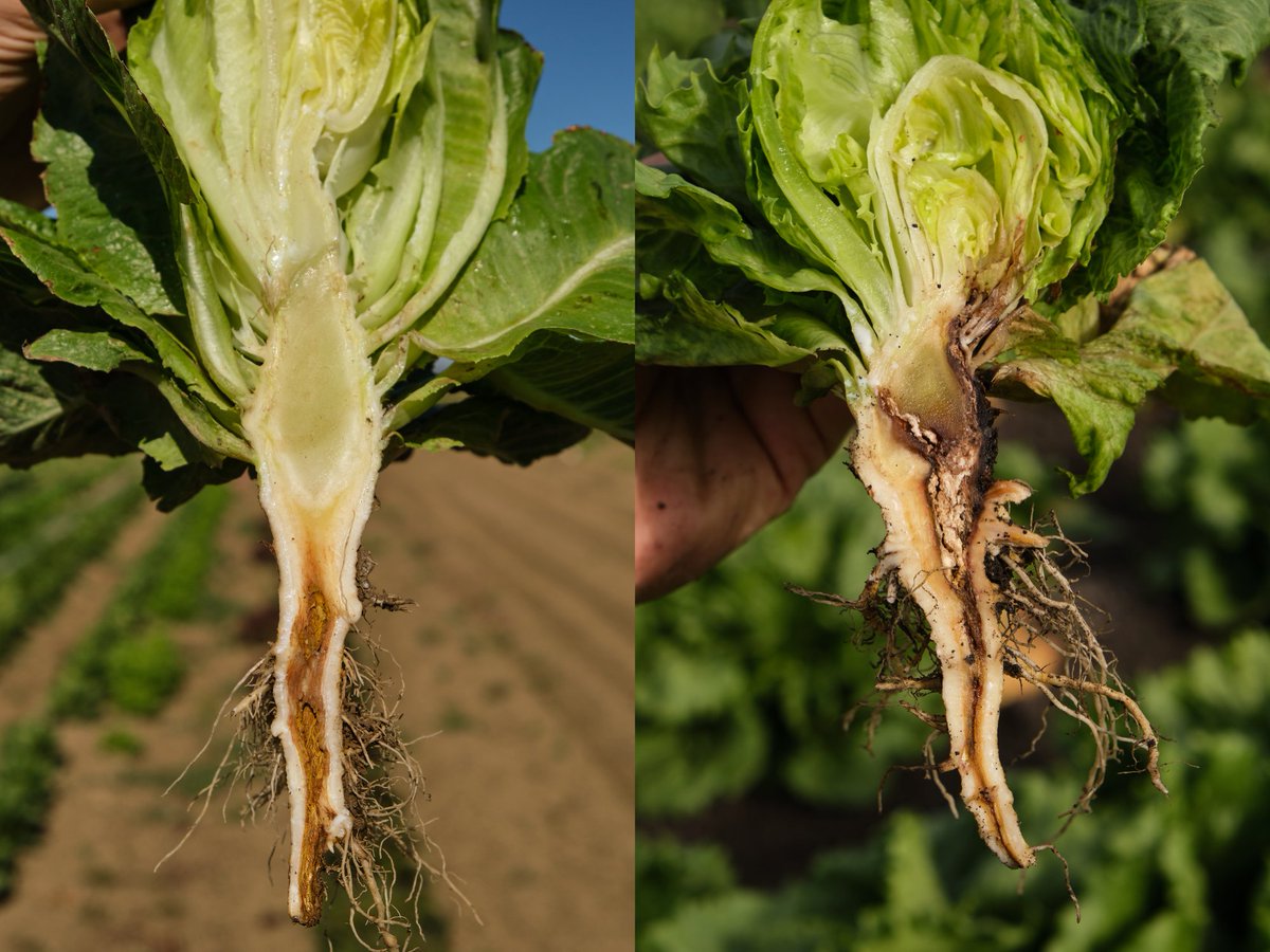 JOB OPENING: Come join our Vegetable and Strawberry Pathology team as a Lab Technician! Anyone with microbiology lab experience is encouraged to apply. jobsportal.ucr.edu/jobs/31268422