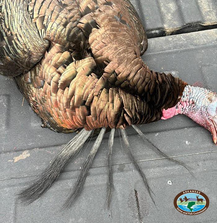 🦃 Sharp County hunter sports strong beard game LITTLE ROCK — They serve no practical function, but the whiskers protruding from a mature male turkey are a source of pride with the hunter who harvests that bird. The question heard by many hunters after ...bit.ly/3UWN2EC