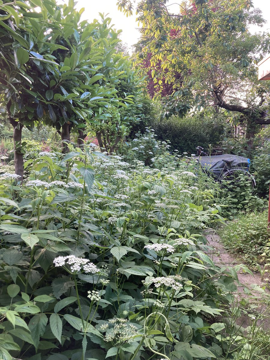 Rini Biemans tweet media