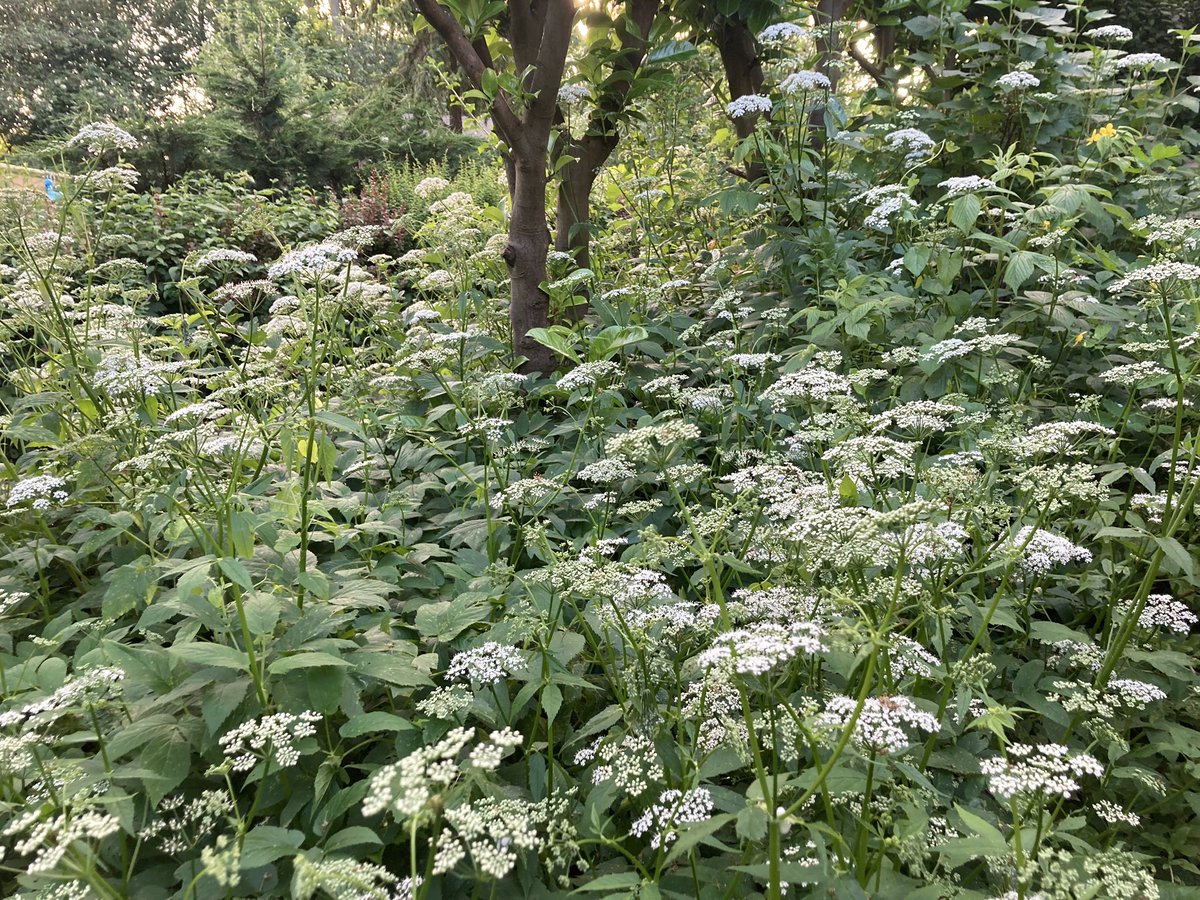 Rini Biemans tweet media