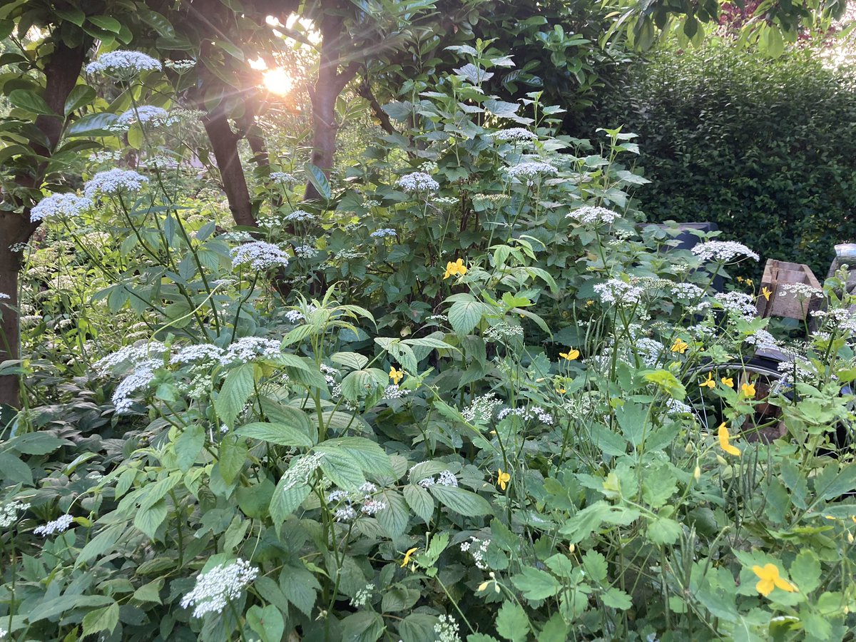 Rini Biemans tweet media