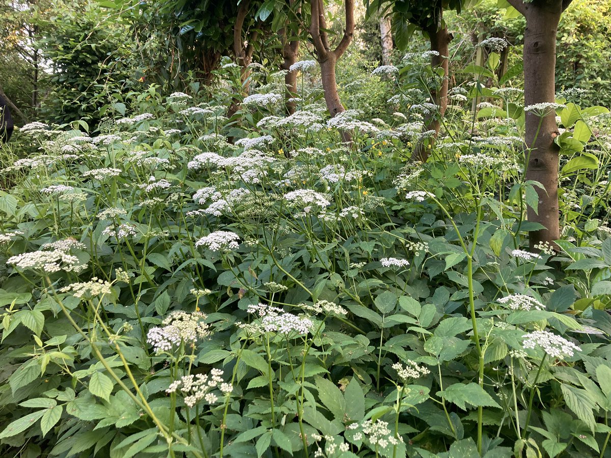 Rini Biemans tweet media