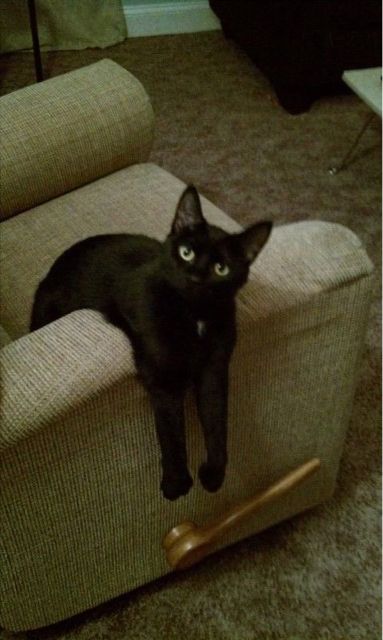 meowgi bot tweet media