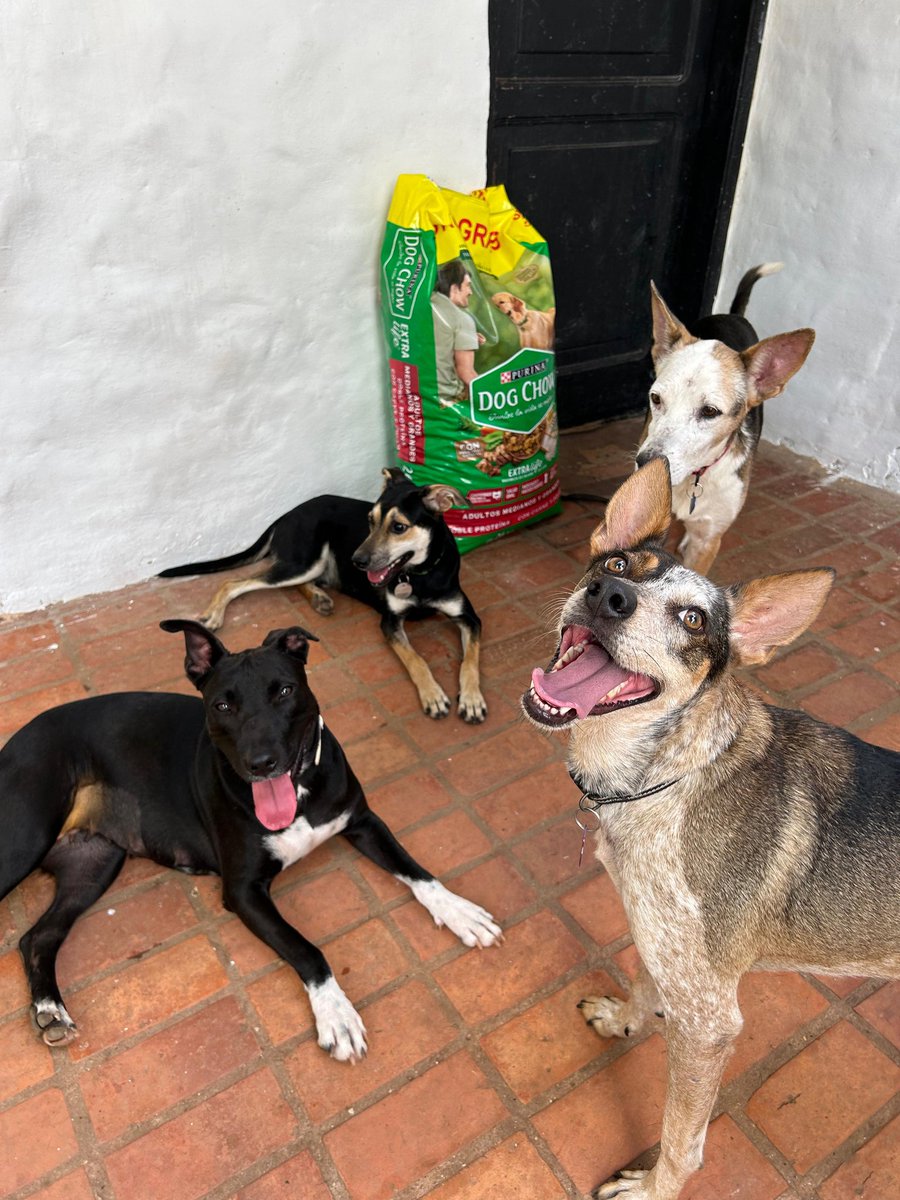 Solo recibimos 1 bolsa de comida ayer entonces continuamos con la COLECTA 🥹💔💔
Tías y tíos estamos desesperadas, tenemos más de 50 perros y 40 gatos que alimentar 😞 

Les pedimos AUXILIO, esa bolsa solo nos duró hasta ayer de noche, los gatos tienen comida a disposición,