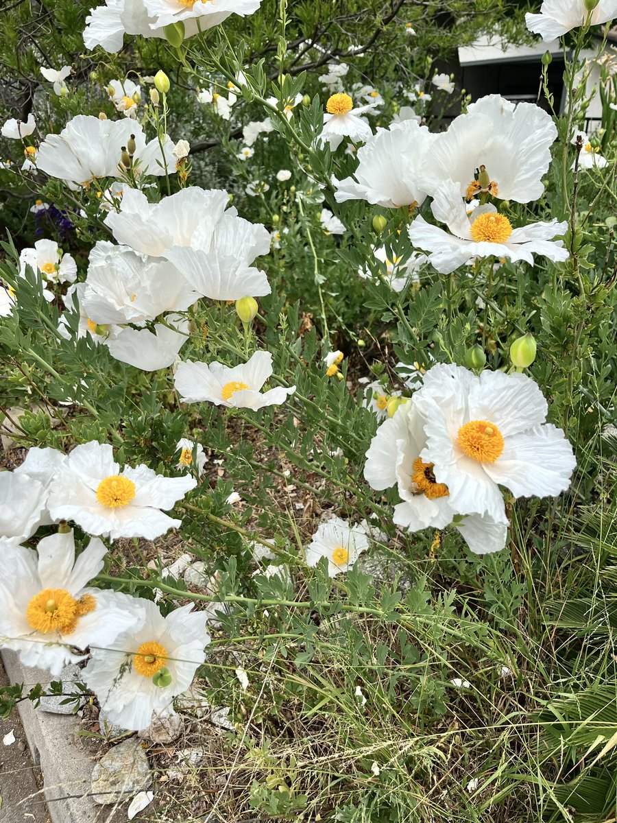 Fried egg flower (Matilija poppy 🍳)