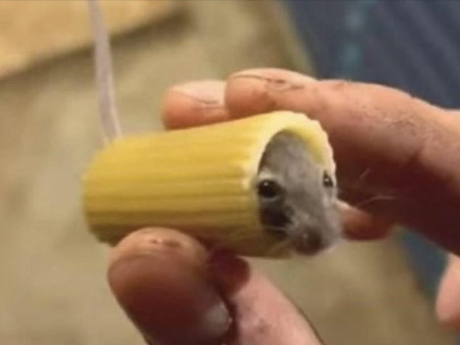 The Ghost.HL🇦🇱 tweet media