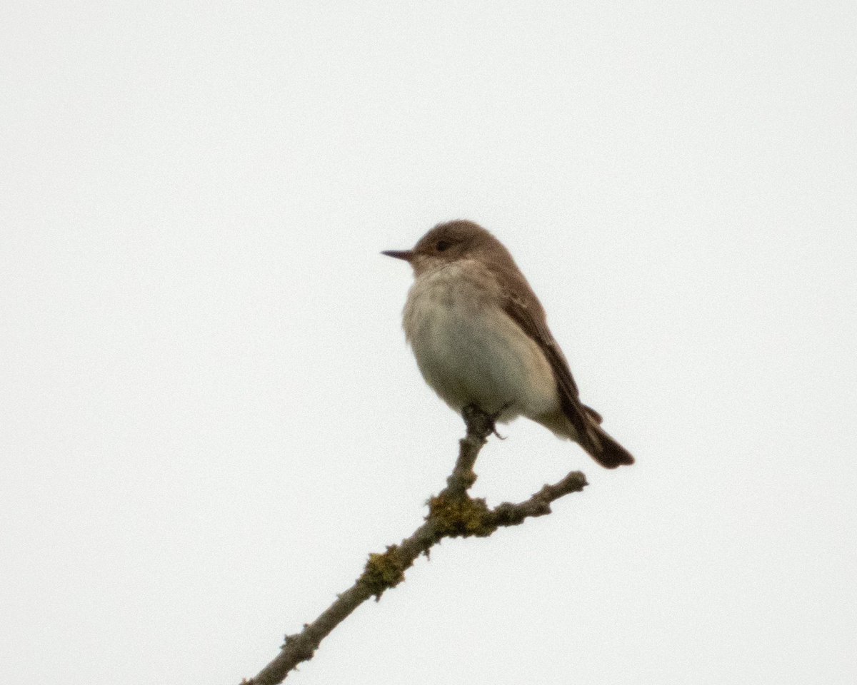 Cool, breezy and relatively quiet on Midsummer Hill this evening, apart from this single Spotted Flycatcher. @WorcsBirding #Worcsbirds