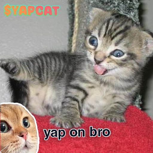 YapCatSol's tweet photo. yap yap yap yap yap yap yaaaaaaaaaaaaapppp!!!! 😸😺 https://t.co/XdcvYWwIOJ