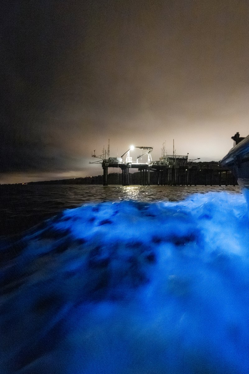 We're seeing #bioluminescence in a new light ✨ 🌊 🚤 Members of the Scripps Oceanography community deployed a small boat off of #ScrippsPier to capture uniquely stunning shots of bioluminescence in action, courtesy of @UCSanDiego photographer @ErikJep.