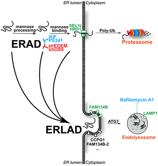 ER-to-#lysosome-associated degradation acts as failsafe #mechanism upon #ERAD dysfunction.

embopress.org/doi/full/10.10…