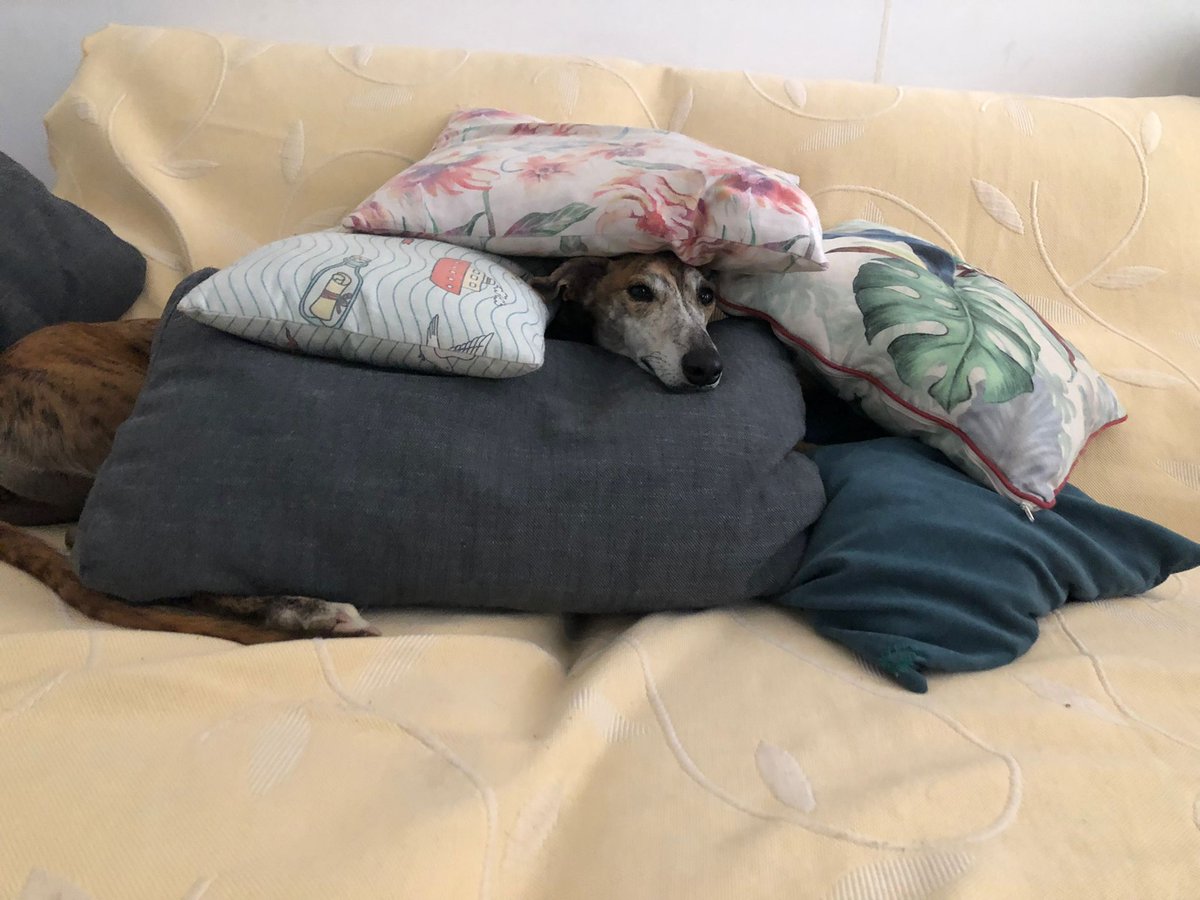 galgoleku's tweet photo. ❤️Boira en adopción❤️

A esta pequeñaja, aunque no lo hace mucho… le va gustando los placeres “sofalisticos”

Así que, llegados a este punto, si no puedes con tu enemigo, lo mejor es que te unas a él 🤦🏻‍♀️❤️😂

#galgoleku #adopta #acoge  #adoptaungalgo #galguitisaguda https://t.co/joiKWi15DK