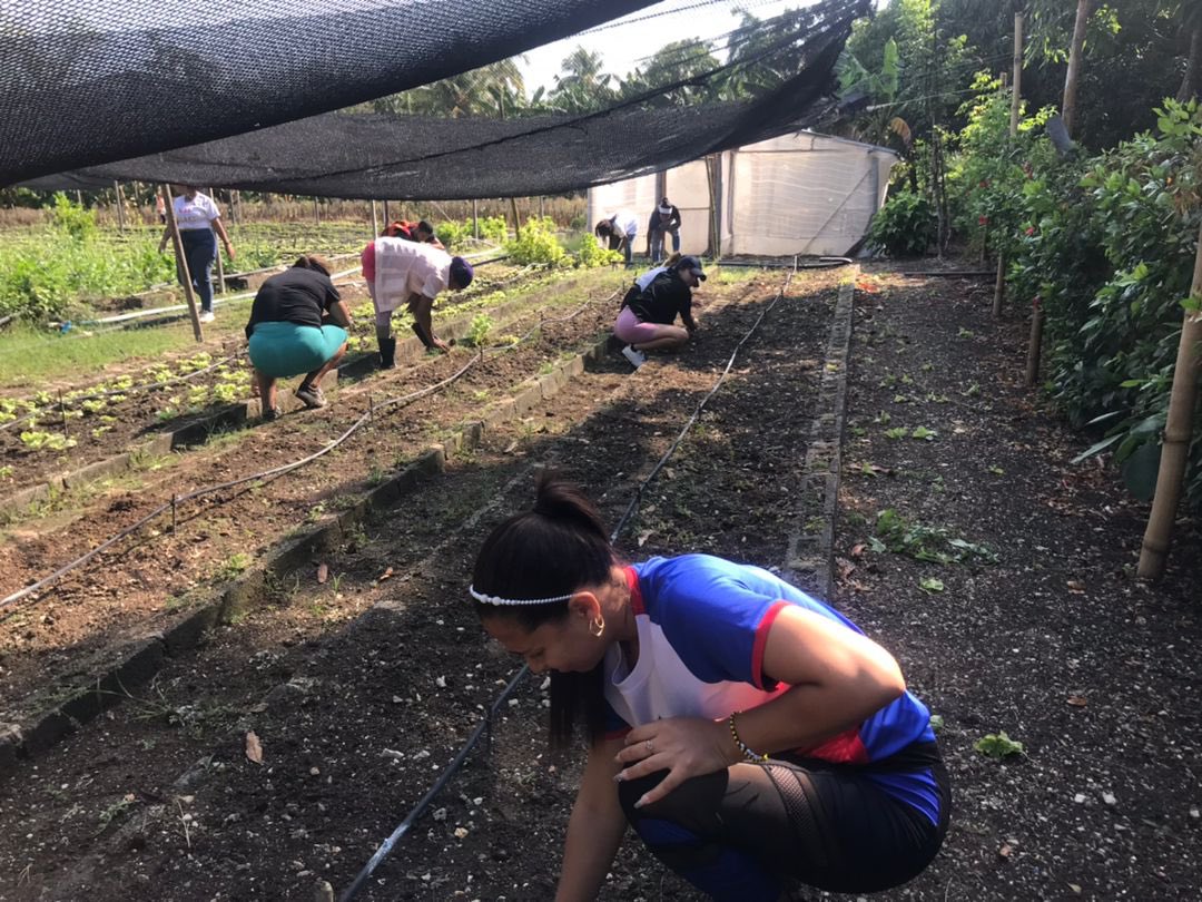 Continúan los aportes a la producción de alimentos. Los jóvenes llegaron hasta la finca La Rosita, en Guanabacoa, dando continuidad a los Campamentos Agrícolas. Vamos a viralizar las buenas prácticas en el verano. #LaHabanaViveEnMí