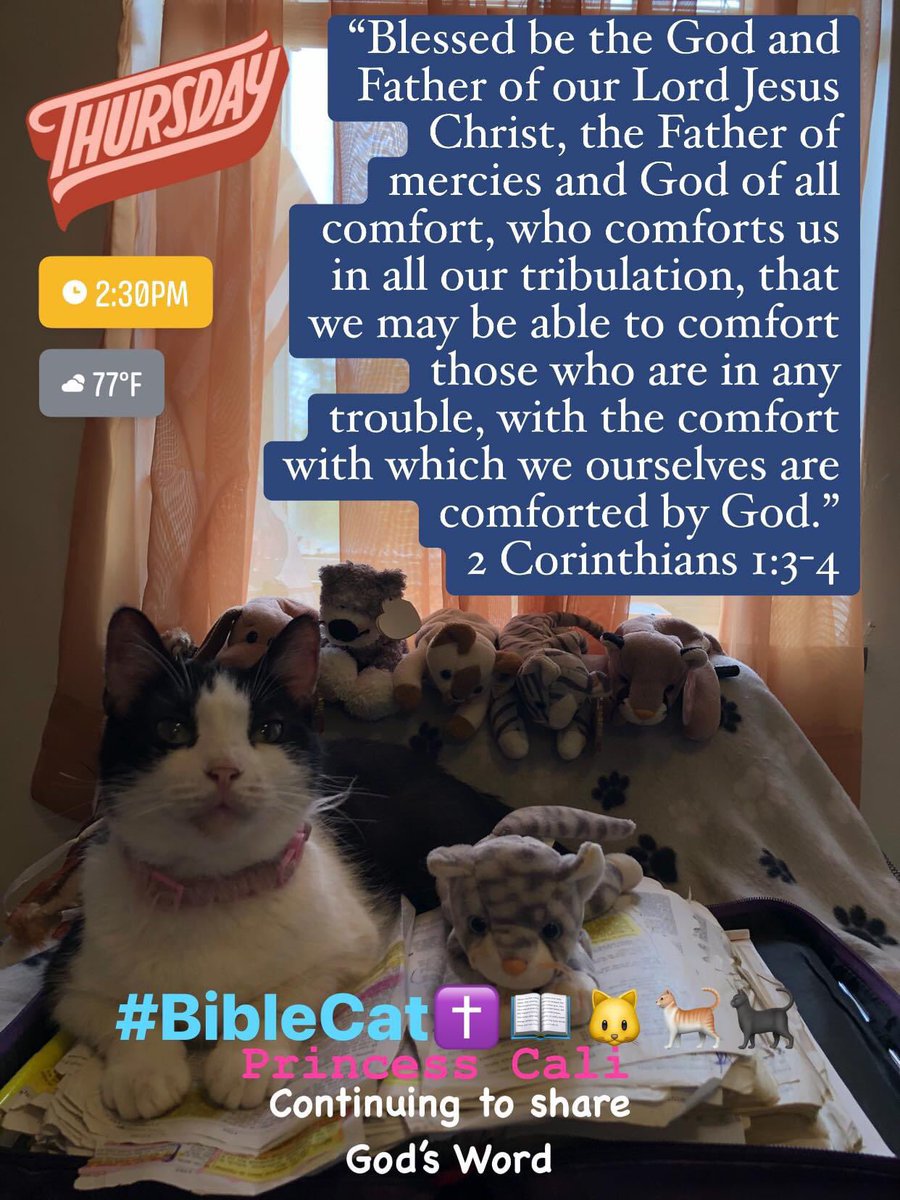 BibleCat✝️📖🐱🐈
#BibleCat
#JesusLovesYou