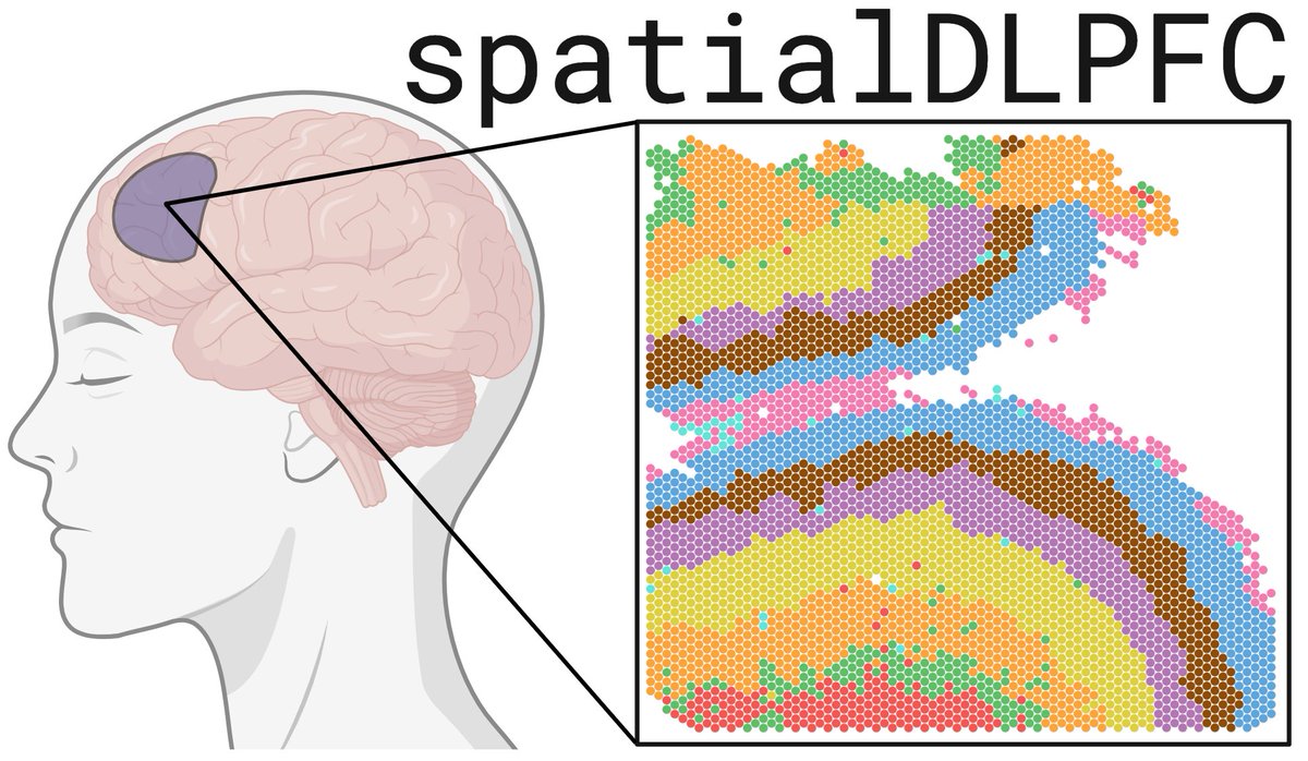 New in @sciencemagazine: our work from @LieberInstitute #spatialDLPFC applies #snRNAseq and #Visium spatial transcriptomic in the DLPFC to better understand anatomical structure and cellular populations in the human brain #PsychENCODE doi.org/10.1126/scienc…