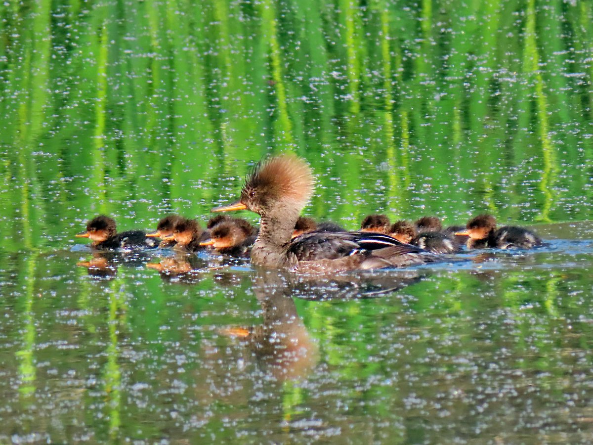 USFWS Pacific tweet media