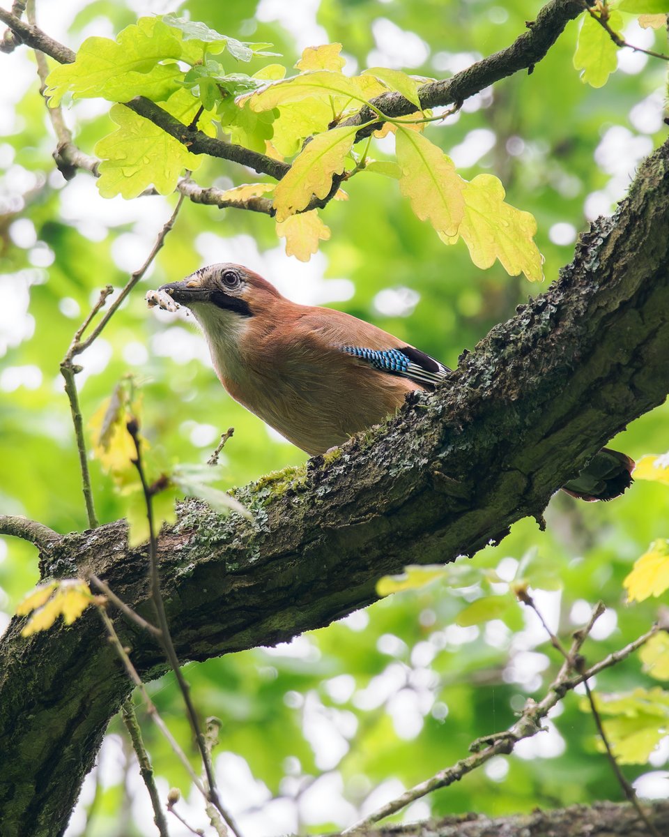 A Jay with food taken last Friday in the Wyre Forest. It was high up in the canopy, but showed resonably well. @WorcsBirding @WestMidsBirding