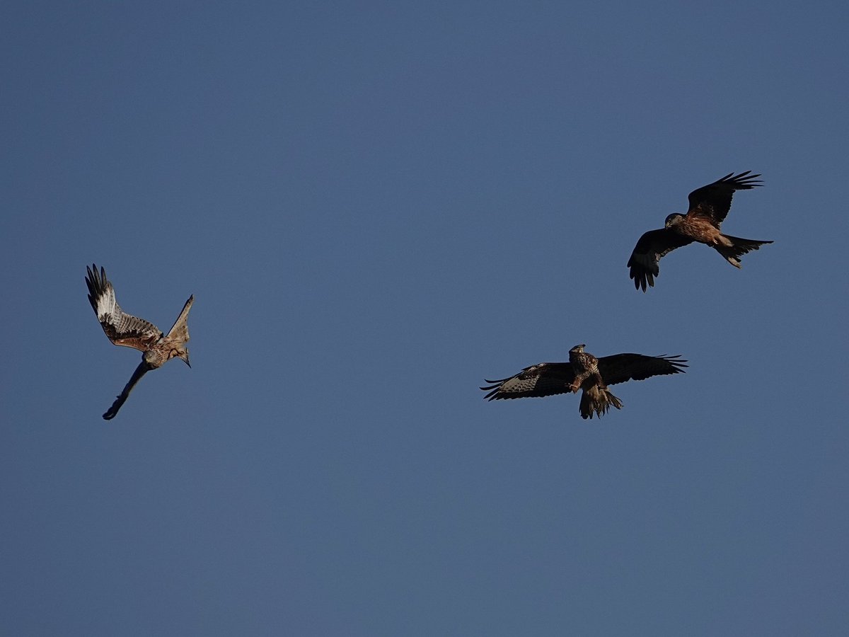 Three raptors for #3sDay Two Red Kites and a Buzzard #Northantsbirds