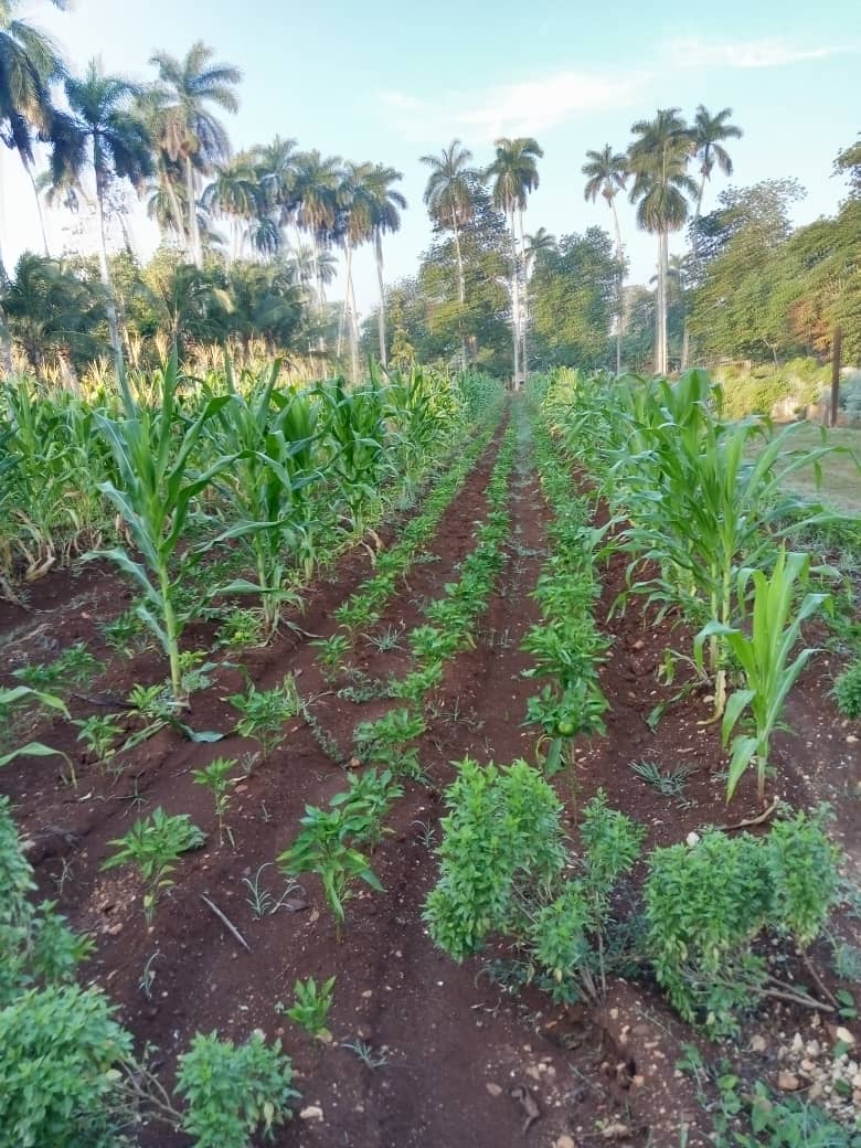 InesMChapman's tweet photo. Continua visita gubernamental a la provincia de Mayabeque, vinculación de la ciencia y la innovación en la producción agropecuaria en un proyecto de desarrollo local "La Milagrosa", extender las buenas prácticas con una comunicación efectiva. #CubaInnova https://t.co/oMpx81pqsA
