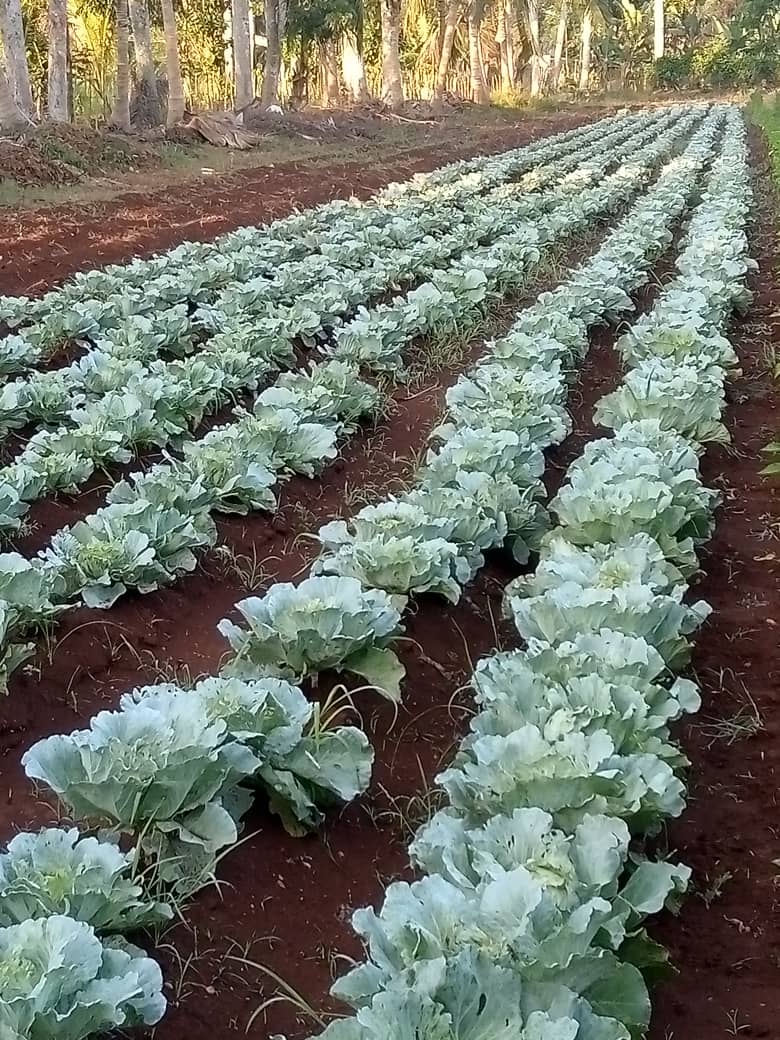 Continua visita gubernamental a la provincia de Mayabeque, vinculación de la ciencia y la innovación en la producción agropecuaria en un proyecto de desarrollo local "La Milagrosa", extender las buenas prácticas con una comunicación efectiva. #CubaInnova