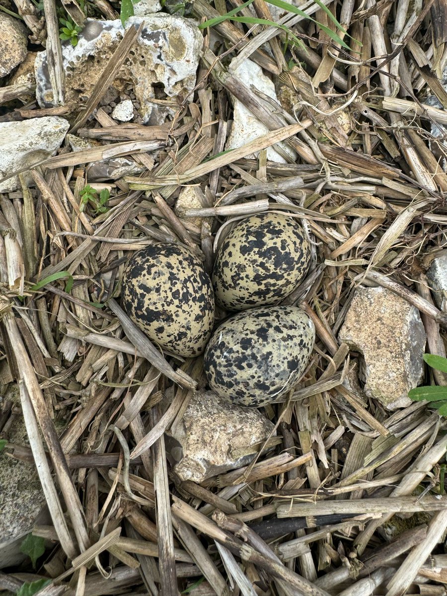 jonny-goes-wild tweet media