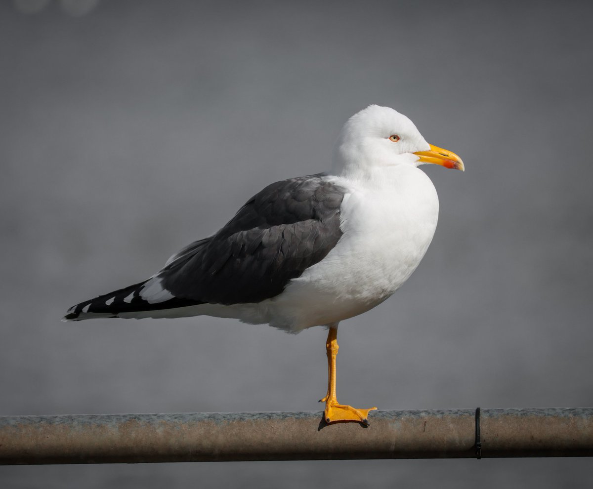 Andy Seddon tweet media