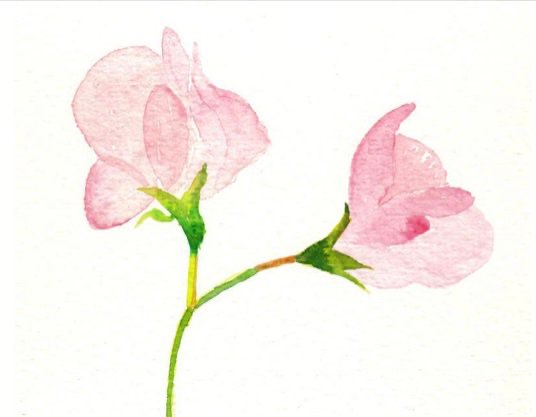 Sweet pea anyone? Lovely handmade watercolour cards #womaninbizhour cardsbymormorjan.etsy.com/listing/702925… #MHHSBD #SMILEtt23 #SBS ⁦@CraftBizParty⁩ ⁦@TheCraftersUK⁩