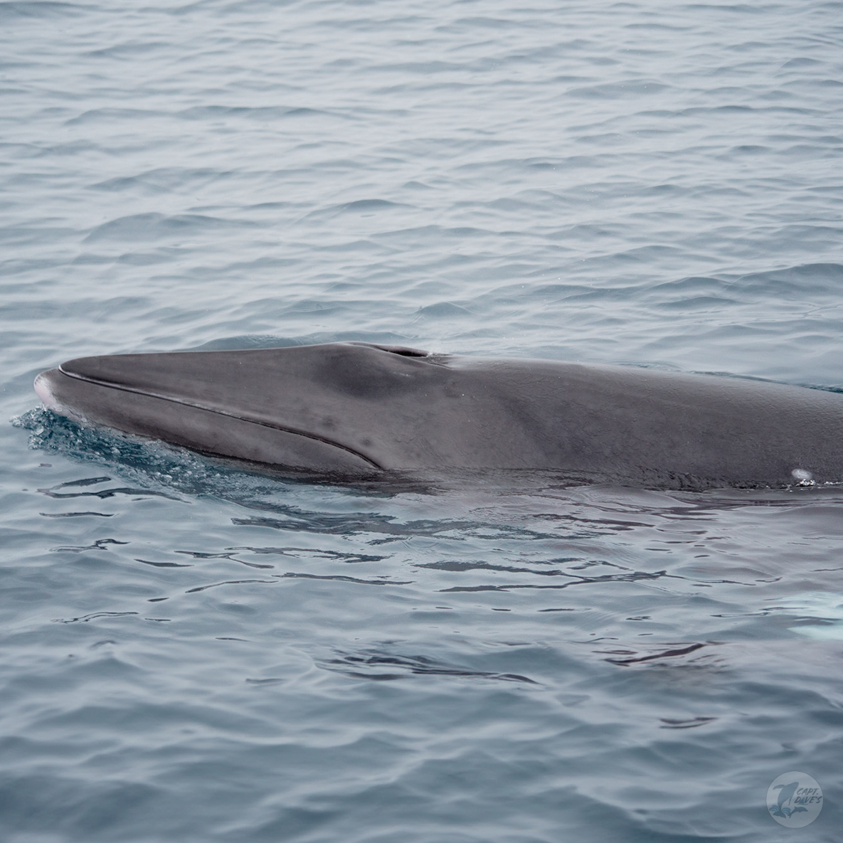 DolphinSafari's tweet photo. We’ve focused a lot lately on the biggest #whale but haven’t forgotten our other playful, pint-sized visitors. The #minkewhale is the smallest of the #baleen whales, but ranging on average between 25-30 feet, it’s still pretty big to us! #captdaves
(📸: Hannah Walsh 5.17.24) https://t.co/QeEARDisEa