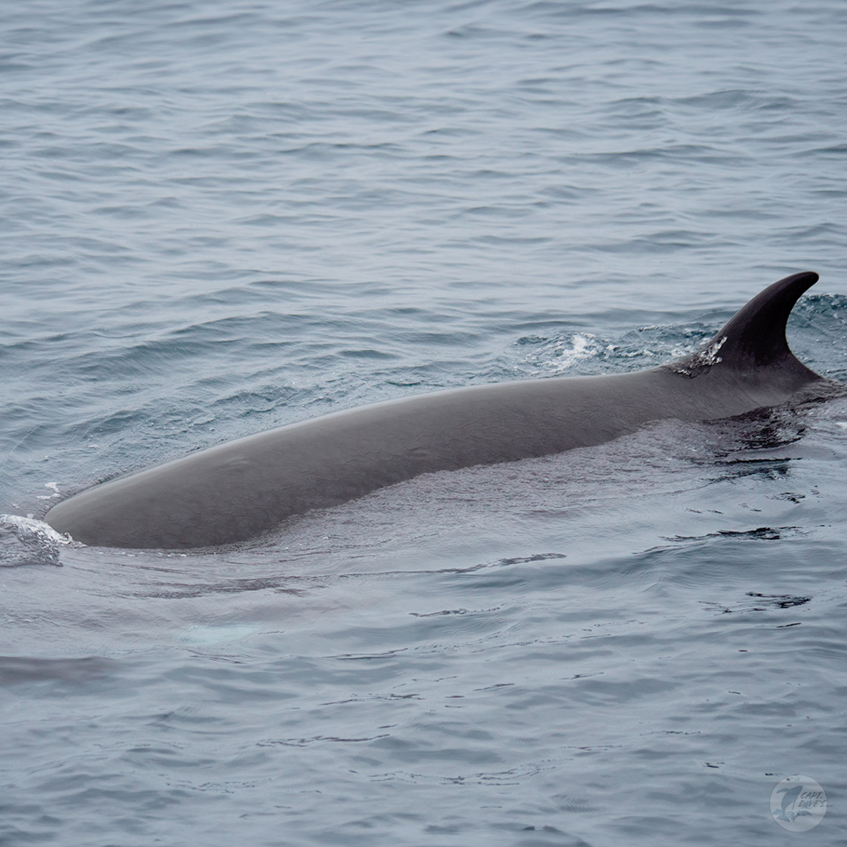 DolphinSafari's tweet photo. We’ve focused a lot lately on the biggest #whale but haven’t forgotten our other playful, pint-sized visitors. The #minkewhale is the smallest of the #baleen whales, but ranging on average between 25-30 feet, it’s still pretty big to us! #captdaves
(📸: Hannah Walsh 5.17.24) https://t.co/QeEARDisEa