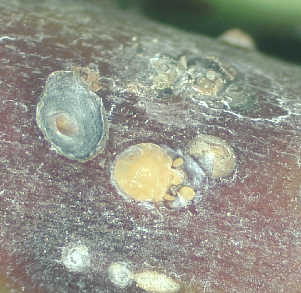 redfaragon's tweet photo. Ya se observan los daños de la primera generación del #PiojodeSanJose #ComstockaspisPerniciosa.
En esta época las larvas nacen de las hembras viviparas y se van a fijar en los frutos o en la madera.
#QuadraspidiotusPerniciosus  #Homoptera #SanidadVegetal https://t.co/BoUWWYUuW6