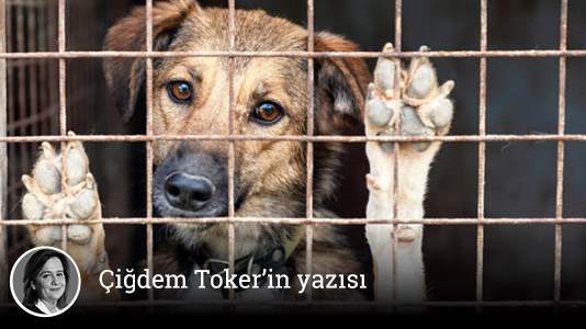 t24comtr's tweet photo. ✍️ Çiğdem Toker yazdı:

📌 Uyutmak değil öldürmek

https://t.co/YG5J1JE034 https://t.co/lVGNpgYiJL