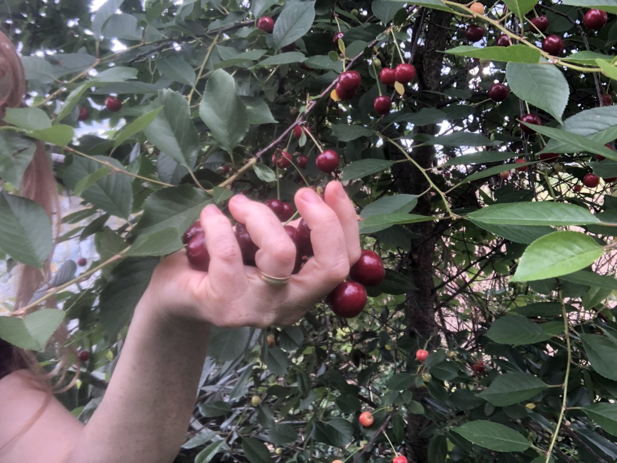 Salvaged an excellent comfrey from the heavy equipment damage at the arboretum today (and bonus cherry picture because, 4 pictures. My little cherry tree first real harvest, they’re delicious but sour but that’s the point of this variety)#garden #momlife #foodforest #herbal #grow