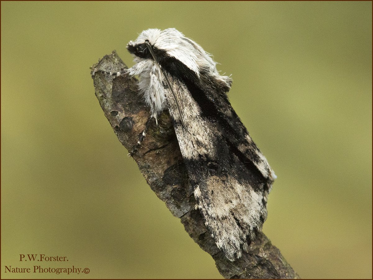 paul230156's tweet photo. Alder Moth from Guisborough garden .
@teesbirds1 @WhitbyNats @BritishMoths @ynuorg @clevelandbirds @teeswildlife @YWT_North @YorksWildlife @insectweek @InsectsUnlocked @TheLepSoc @RoyEntSoc @BC_Yorkshire #moths
#insects #7dmk11 https://t.co/ieuP1UkomQ