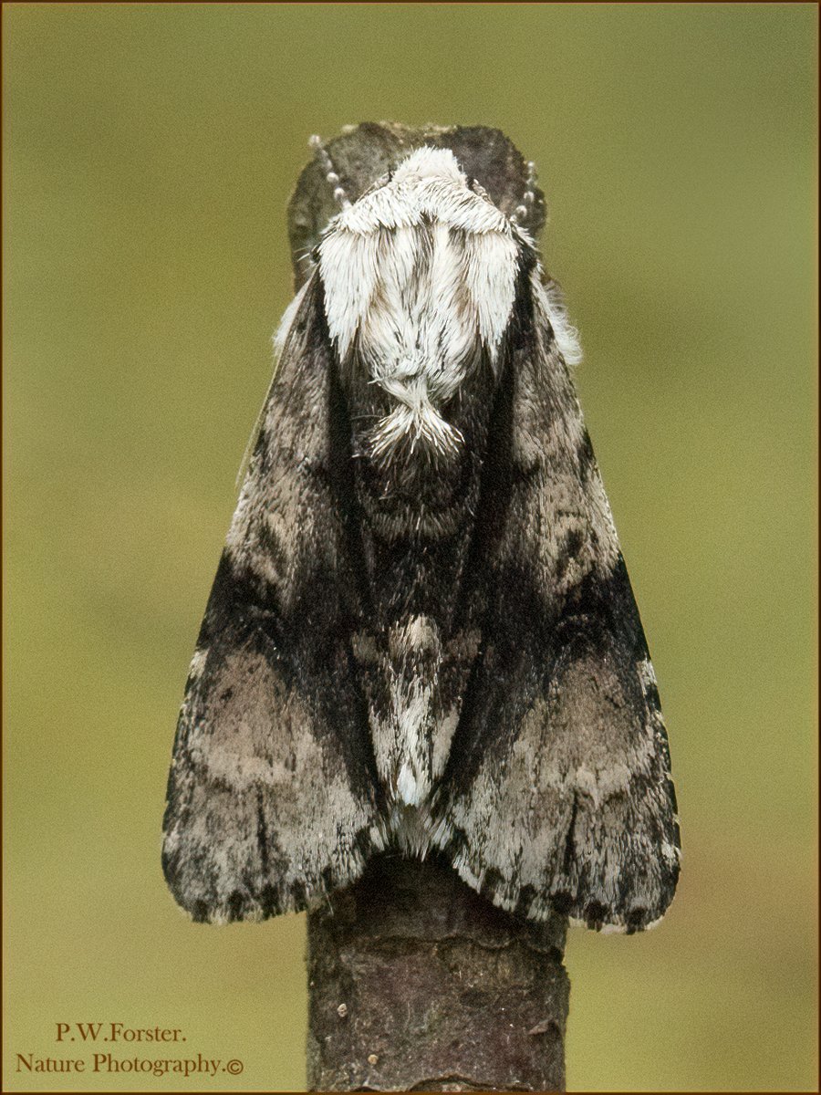 paul230156's tweet photo. Alder Moth from Guisborough garden .
@teesbirds1 @WhitbyNats @BritishMoths @ynuorg @clevelandbirds @teeswildlife @YWT_North @YorksWildlife @insectweek @InsectsUnlocked @TheLepSoc @RoyEntSoc @BC_Yorkshire #moths
#insects #7dmk11 https://t.co/ieuP1UkomQ